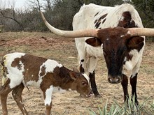 BDL Coccoa Moo Latte 