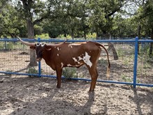 RR Namesake Girl