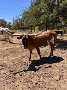 RR Namesake Girl