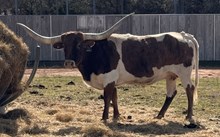 Hubbells Catchit Annie