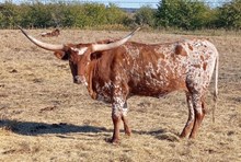 RR SWEET CASH 🇺🇸