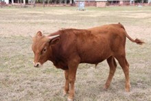 Sunny Darlins Bull calf 